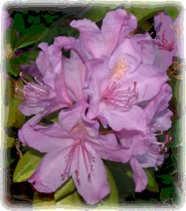 rhododendron flower